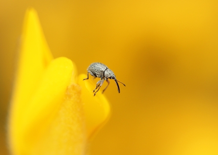 gorse weevil on yellow flower