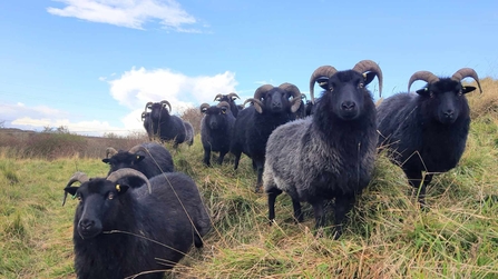 Flock of hebridean sheep