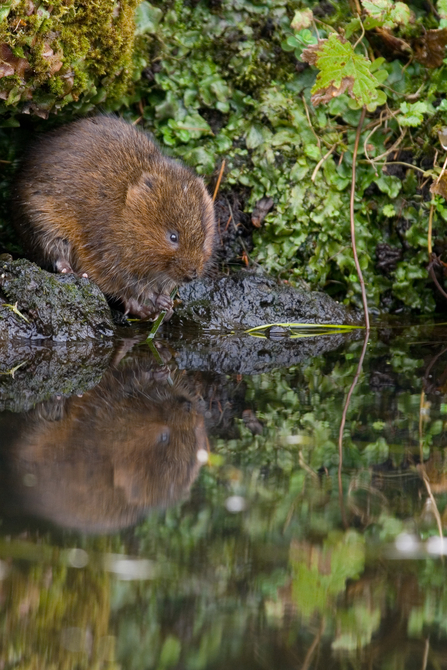 Water vole on river bank