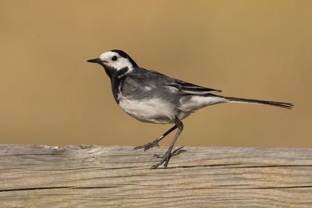 a bird on a fence