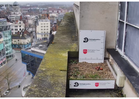 Four peregrine eggs in their nest