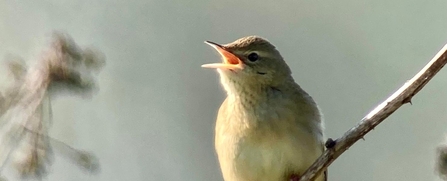 Bird singing