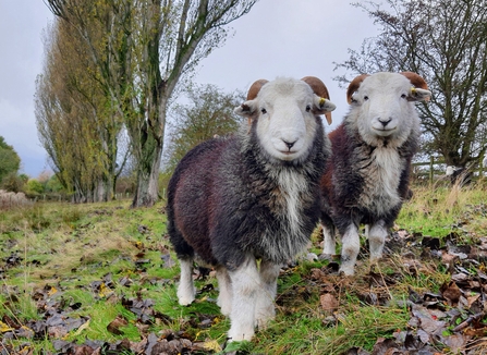 Two herdwick sheep