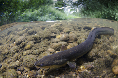 Eel swimming on river bed