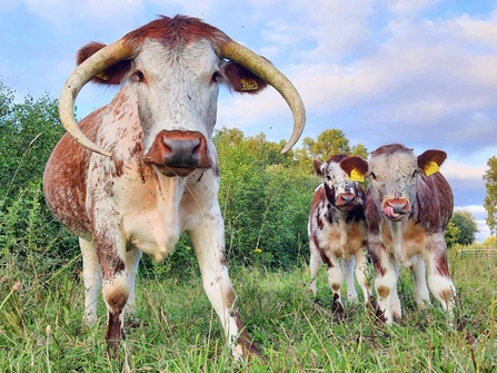 Longhorn cows