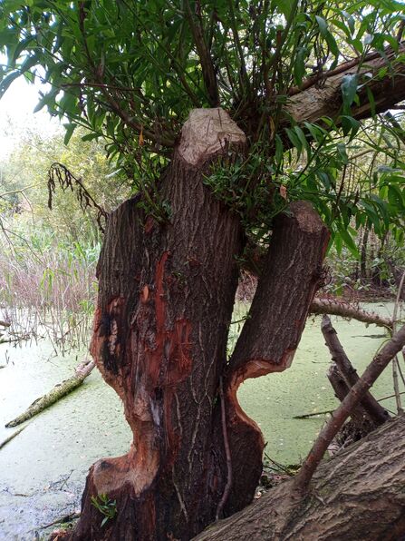 Beavers are back! | Nottinghamshire Wildlife Trust