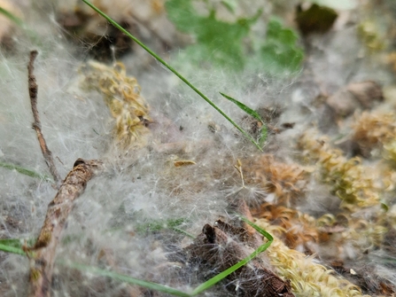 Catkin fluff on the ground