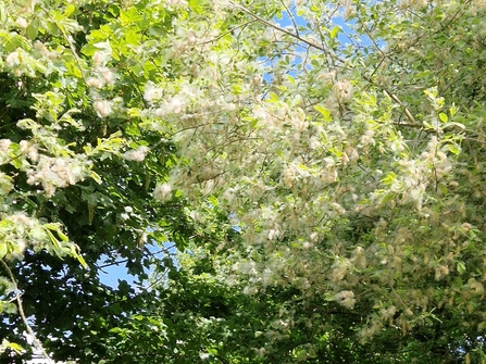 Fluffy seeds on tree 