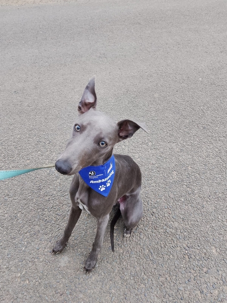 Medium-sized grey dog on lead with 'ambassadog' bandana