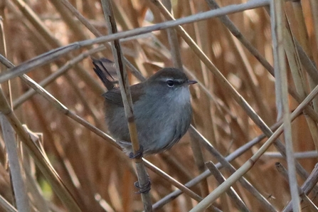 Cetti's warbler in bushes