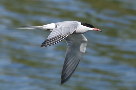 Black and white bird with grey wings swoops through the air
