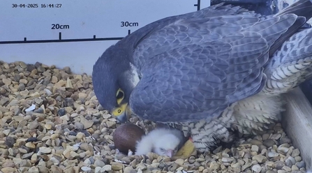 Peregrine falcon looking over newly hatched chick