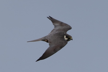 Bird of prey with dark grey wings in flight