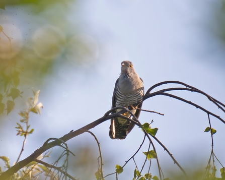 Brown bird perched on a branch with sparse leaves