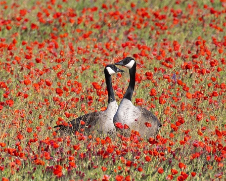 Canadian geese in a poppy field