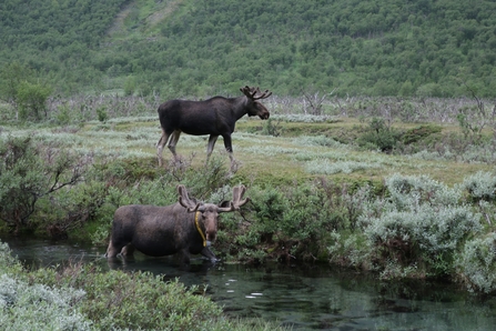Two North American Moose in the wild