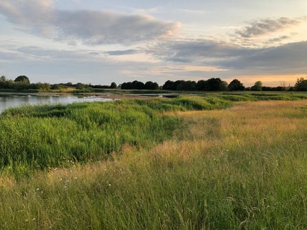 A meadow and pond at Besthorpe Nature Reserve, at twilight