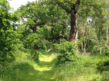 A walkable track through long grass among trees and bushes at Sherwood Forest