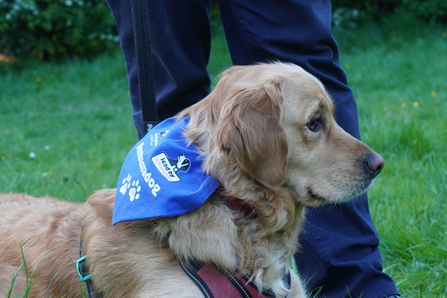 a dog wearing a blue bandana