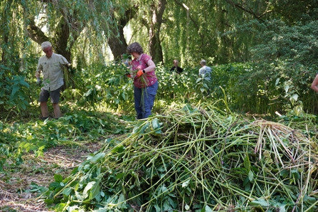 Volunteers removing balsam