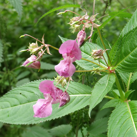 Green leaves with pink flowers up close