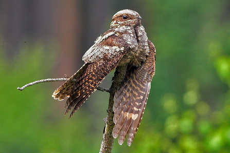 Nightjar perched on branch