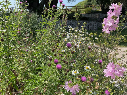 White and pink flowers
