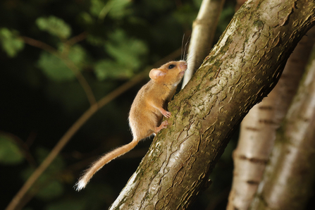 Hazel dormouse climbing trunk