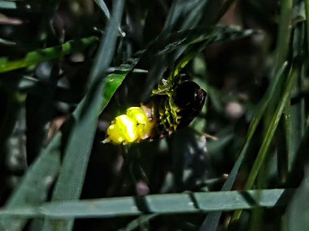 Glow worm on leaves