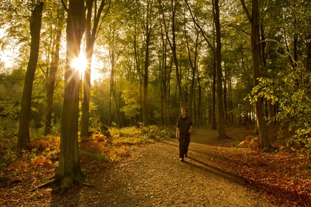 Person walking through a forest at sunset