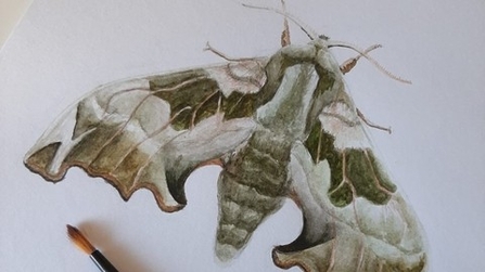 Drawing of a moth