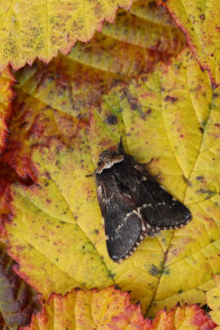 Taking wing in winter | Nottinghamshire Wildlife Trust