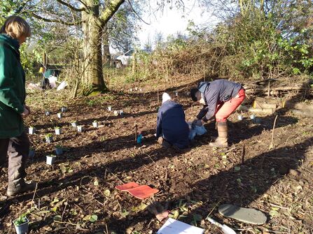 Community volunteers planting trees in glade