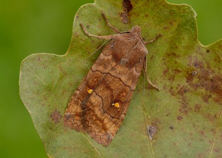 A satellite moth, brown with a pale dot on each wing, orbited by two smaller pale dots, resting on an oak leaf