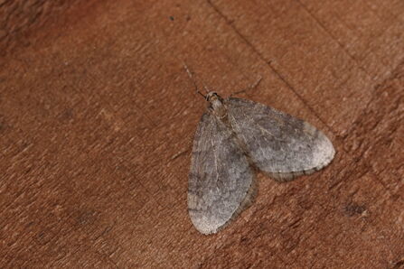 A grayish-brown winter moth resting on a wooden surface, with its wings spread flat showing subtle patterns and textures