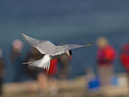 Arctic Tern in flight