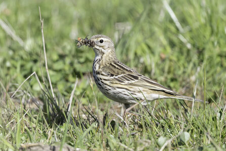 Bird in grass carrying food