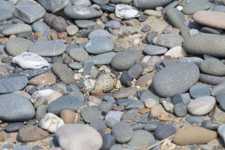 Oystercatcher egg amongst pebbles