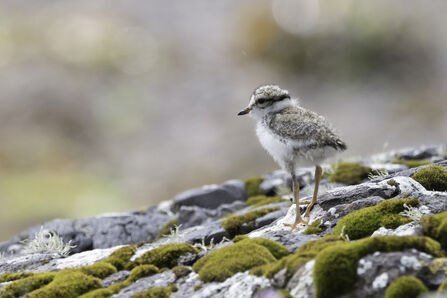 Grey, white and black baby bird