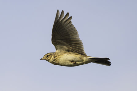 Skylark bird in flight