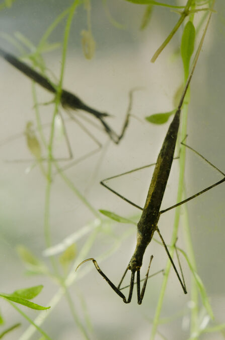 Water Stick Insect