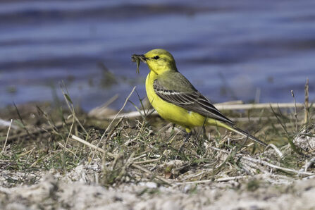 Yellow bird carrying food