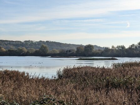 Wetland landscape with island scrape