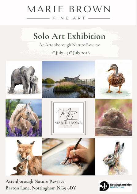 Marie Brown Fine Art, Solo Exhibition at Attenborough Nature Reserve 1st July-31st July 2026