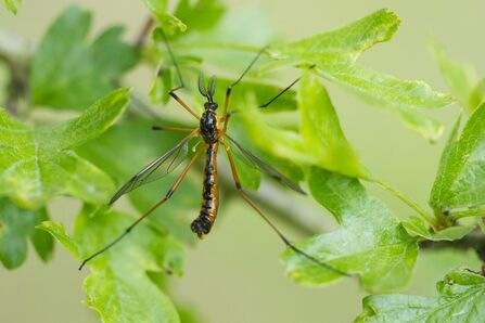 A male orange-sided comb-horn resting on hawthorn leaves. It is a large, colourful black and orange cranefly with feathery antennae