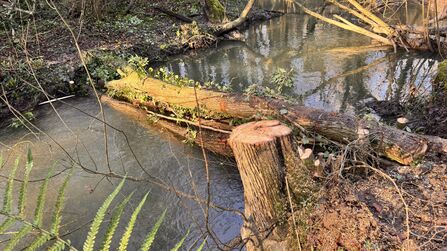 Tree trunk crossing a stream in the water to slow water flow