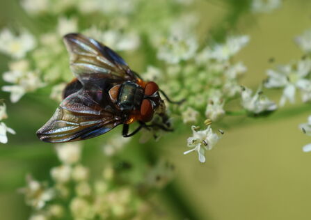 Phasia hemiptera on an umbellifer flower. It's a colourful orange and purplish-black fly with broad, irridescent wings