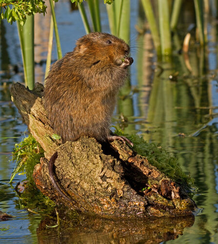 Water vole on tree stump