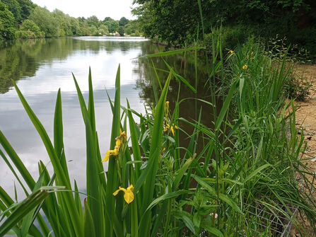 Plants growing on lake bank