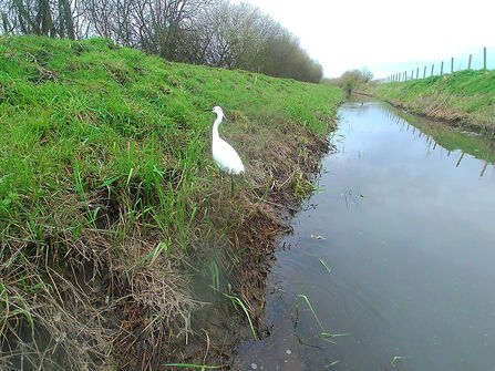 Egret on the grassy bank of a ditch